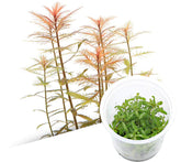 ADA 紅雨傘 Proserpinaca palustris IC403